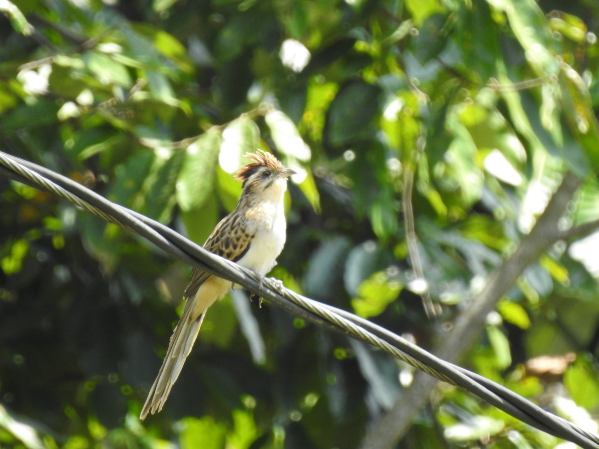 Striped Cuckoo - ML629762694