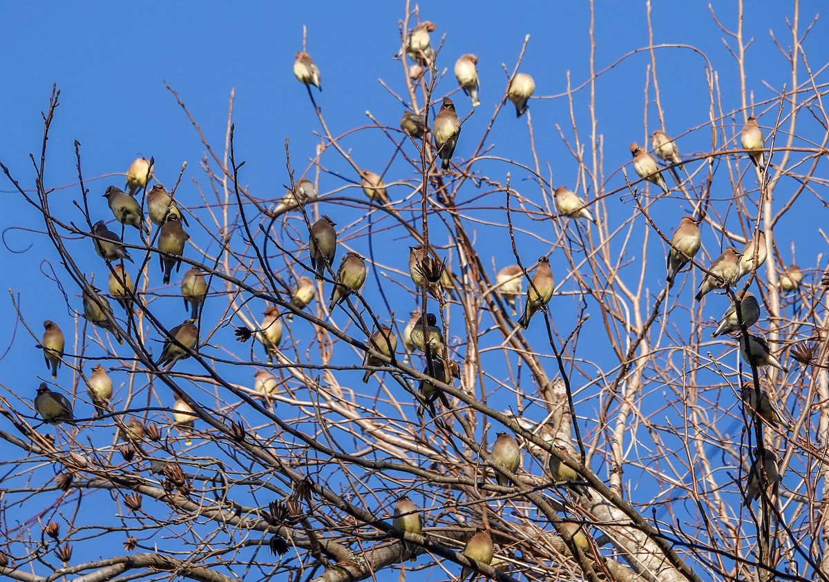 Cedar Waxwing - ML629762700