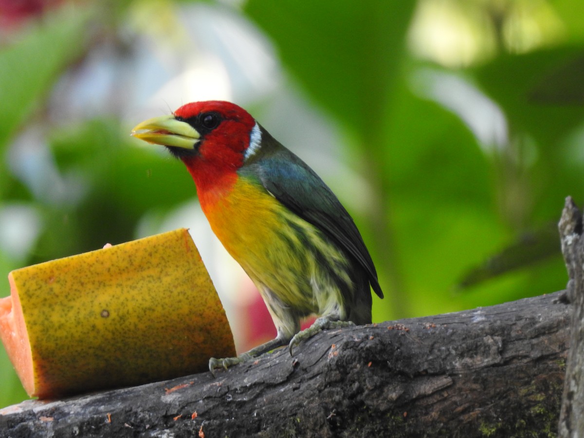 Red-headed Barbet - ML629762721
