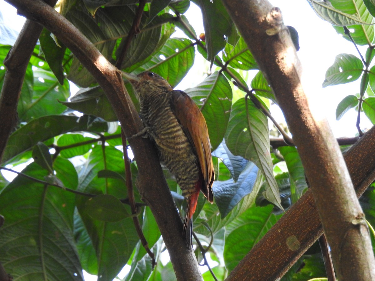 Red-rumped Woodpecker - ML629762772