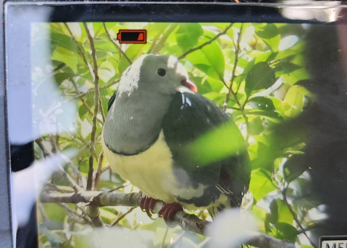 Cream-breasted Fruit-Dove - ML629762848