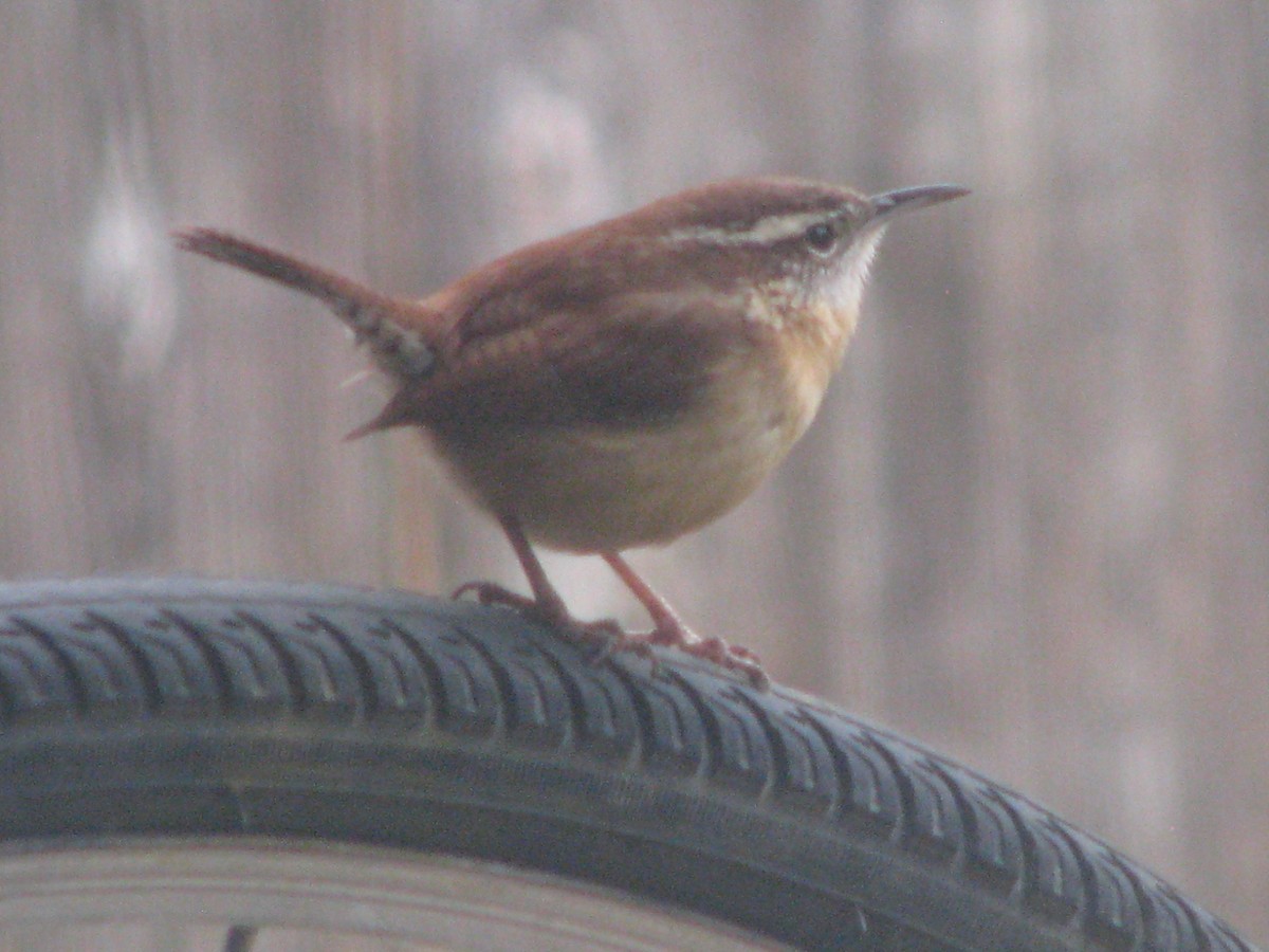 Karolina Çıtkuşu - ML629763102