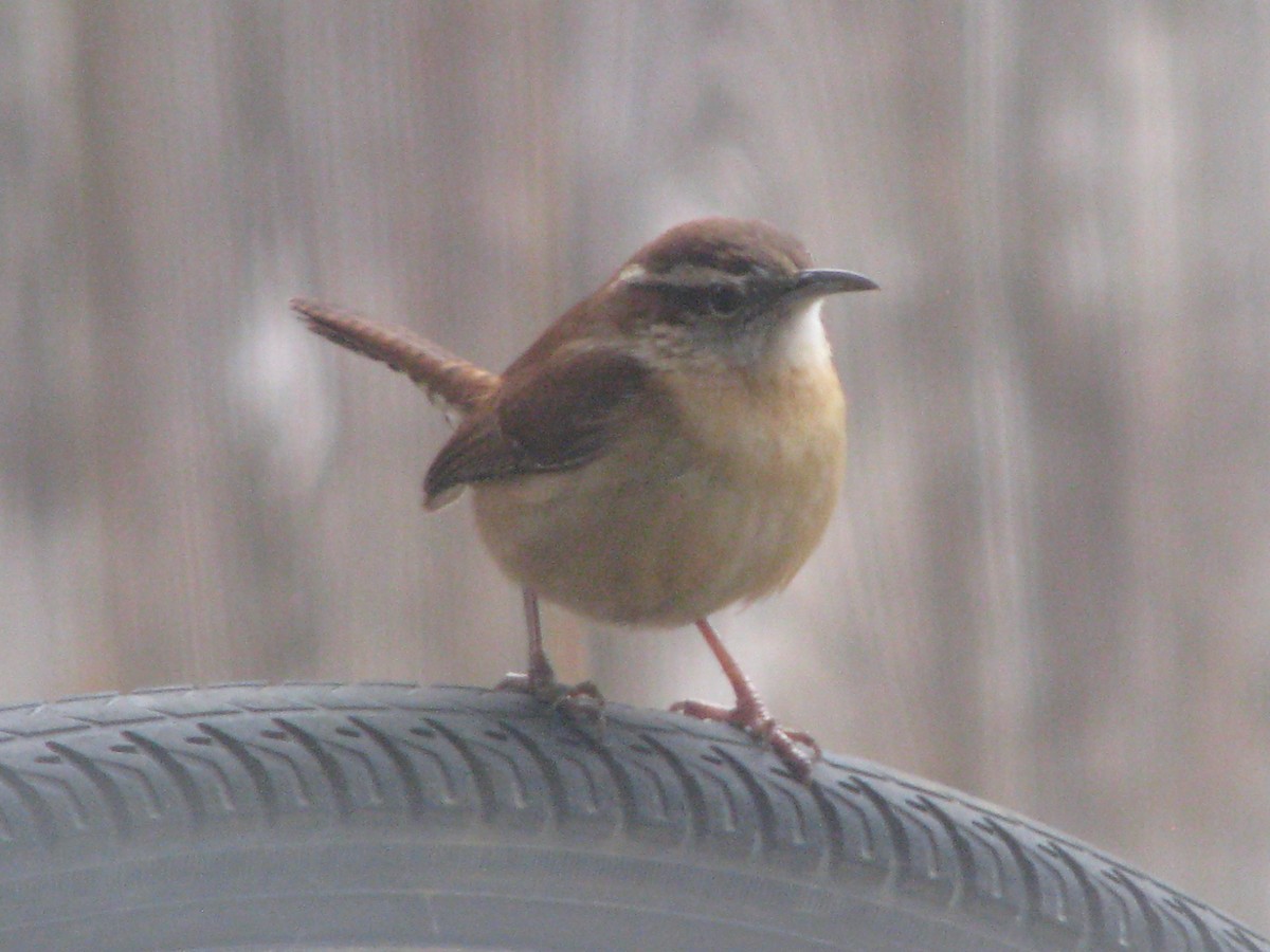 Karolina Çıtkuşu - ML629763103