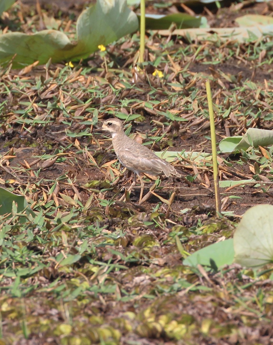 Wermutregenpfeifer - ML629763111