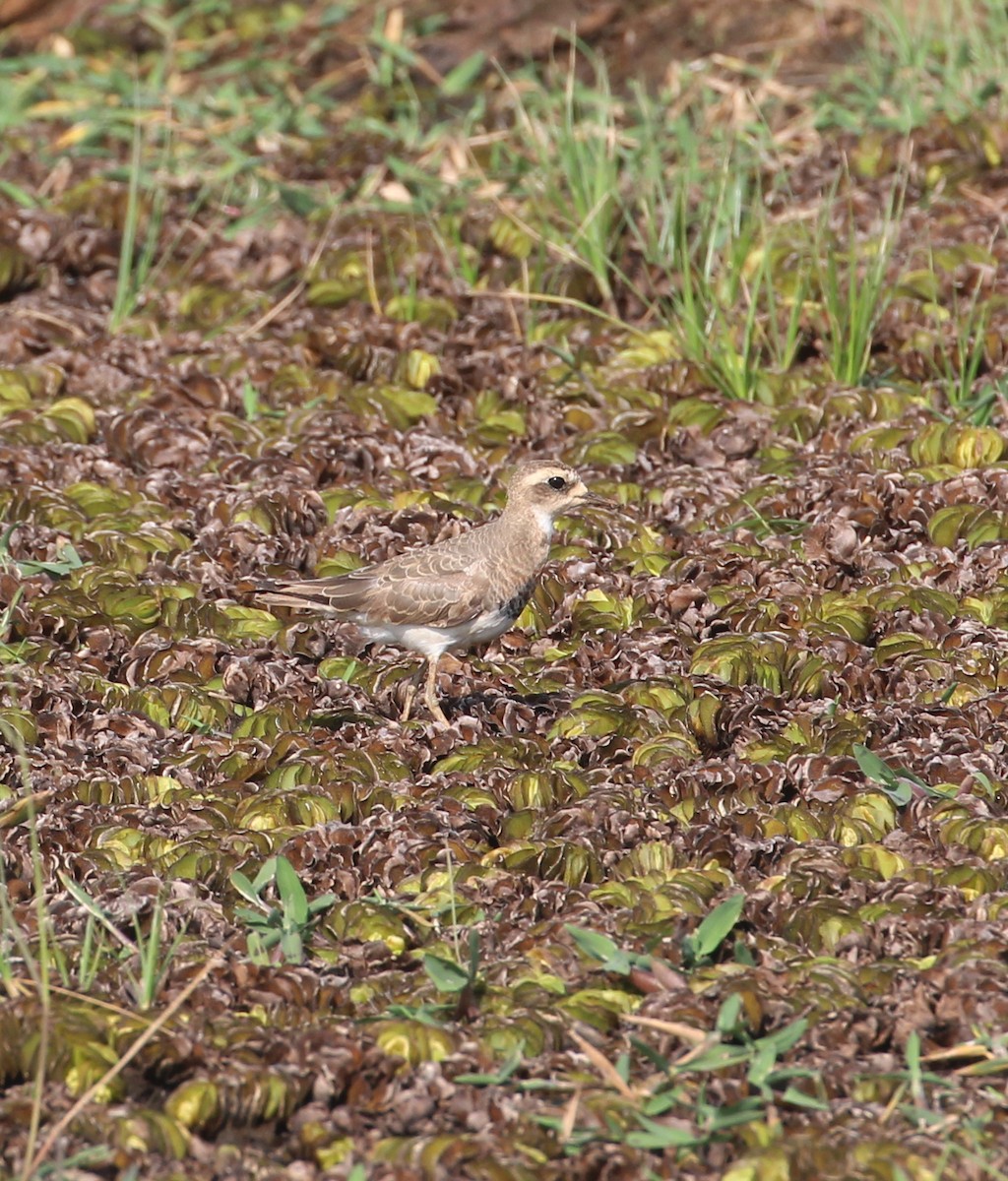 Wermutregenpfeifer - ML629763114