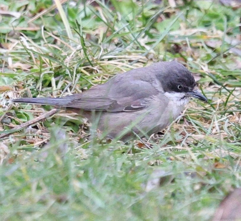 pěnice mistrovská - ML629763155