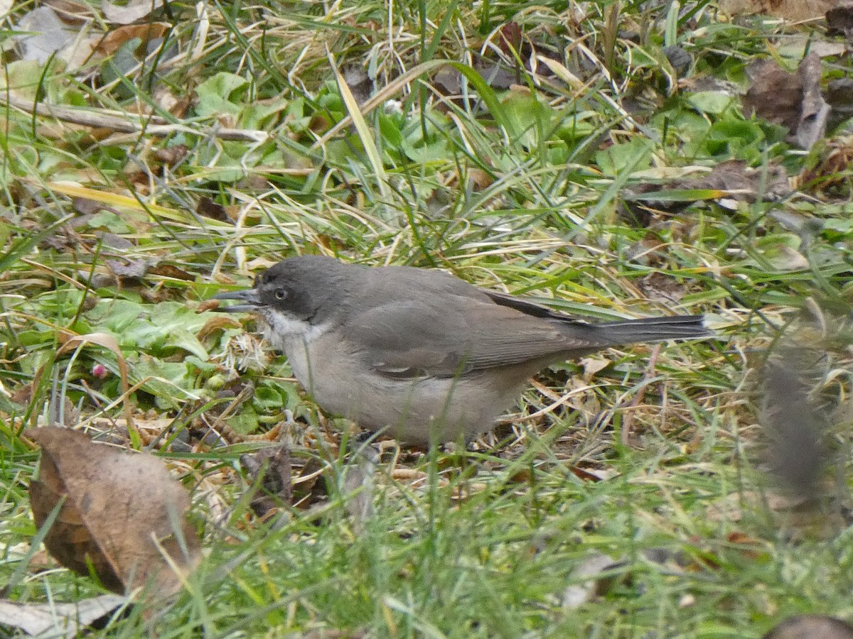 pěnice mistrovská - ML629763156