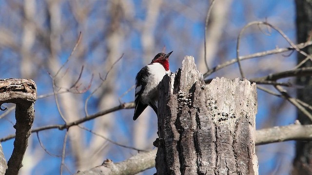 Red-headed Woodpecker - ML629763185