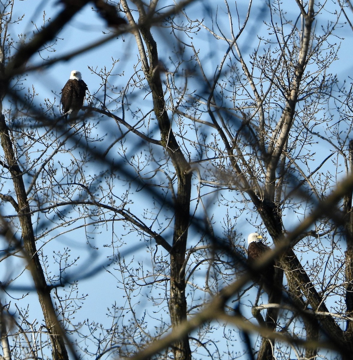 Bald Eagle - ML629763557