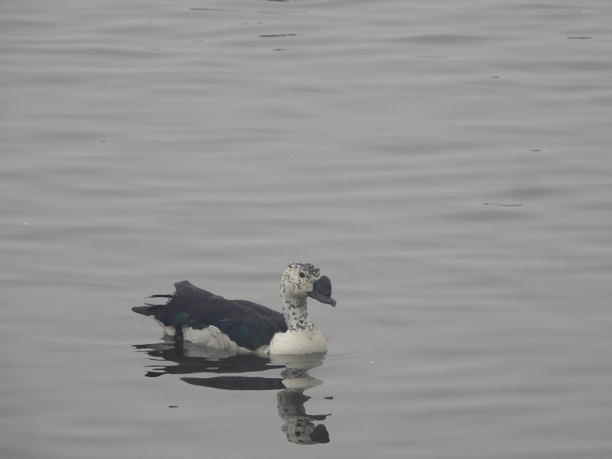 Knob-billed Duck - ML629763761