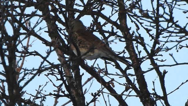 Fieldfare - ML629763956