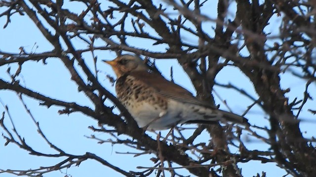 Fieldfare - ML629763965