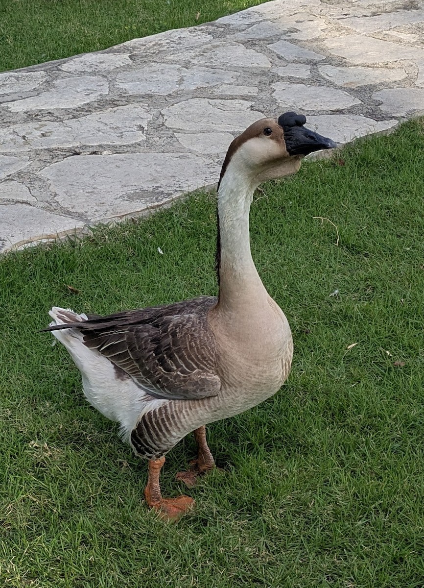 Swan Goose (Domestic type) - ML629764269