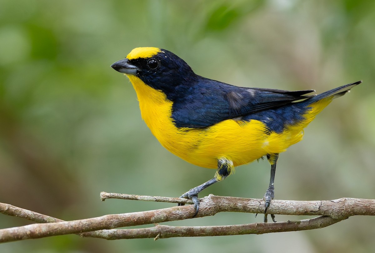 ハシブトスミレフウキンチョウ（melanura／crassirostris） - eBird