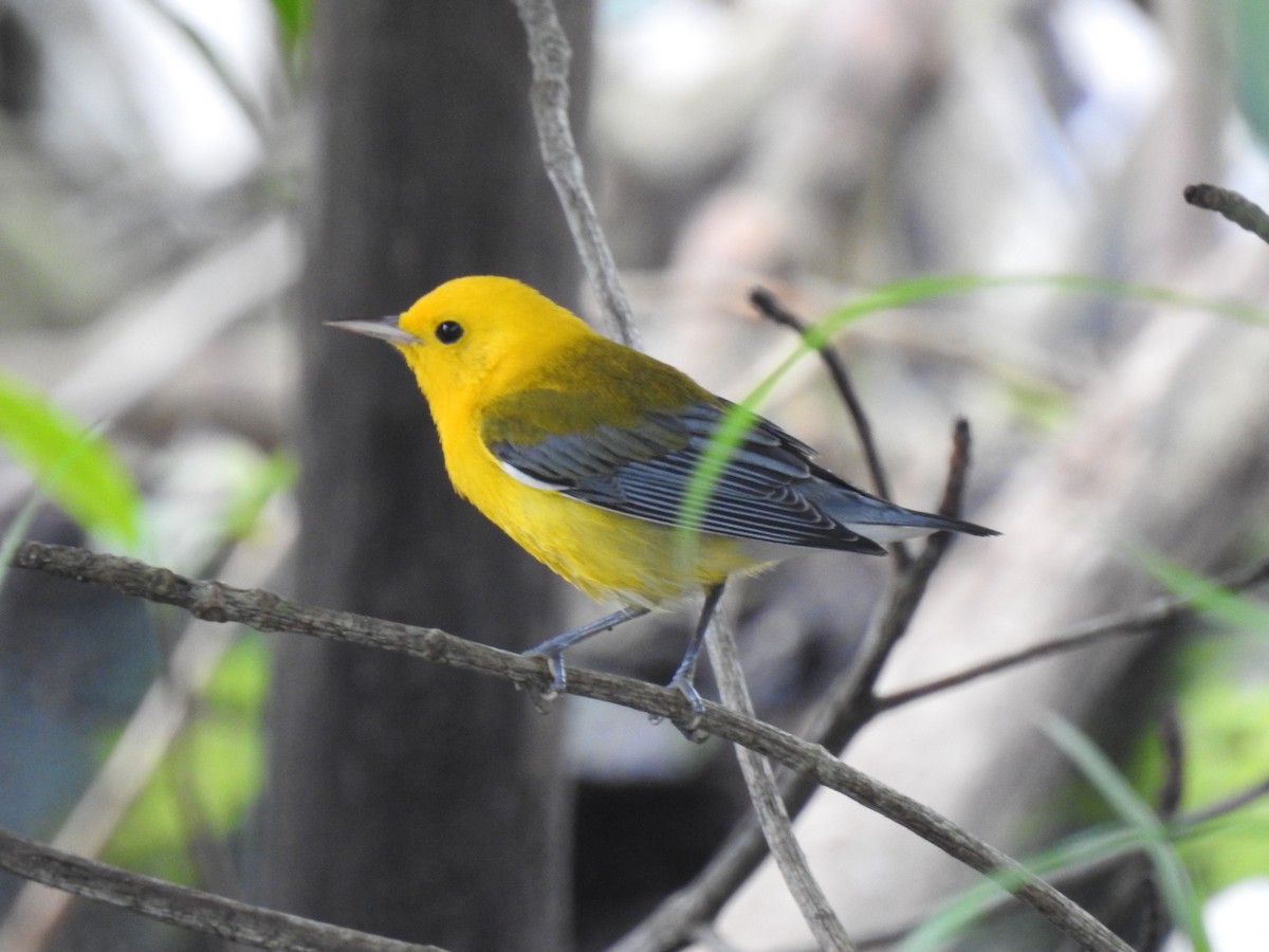 Prothonotary Warbler - ML629764448