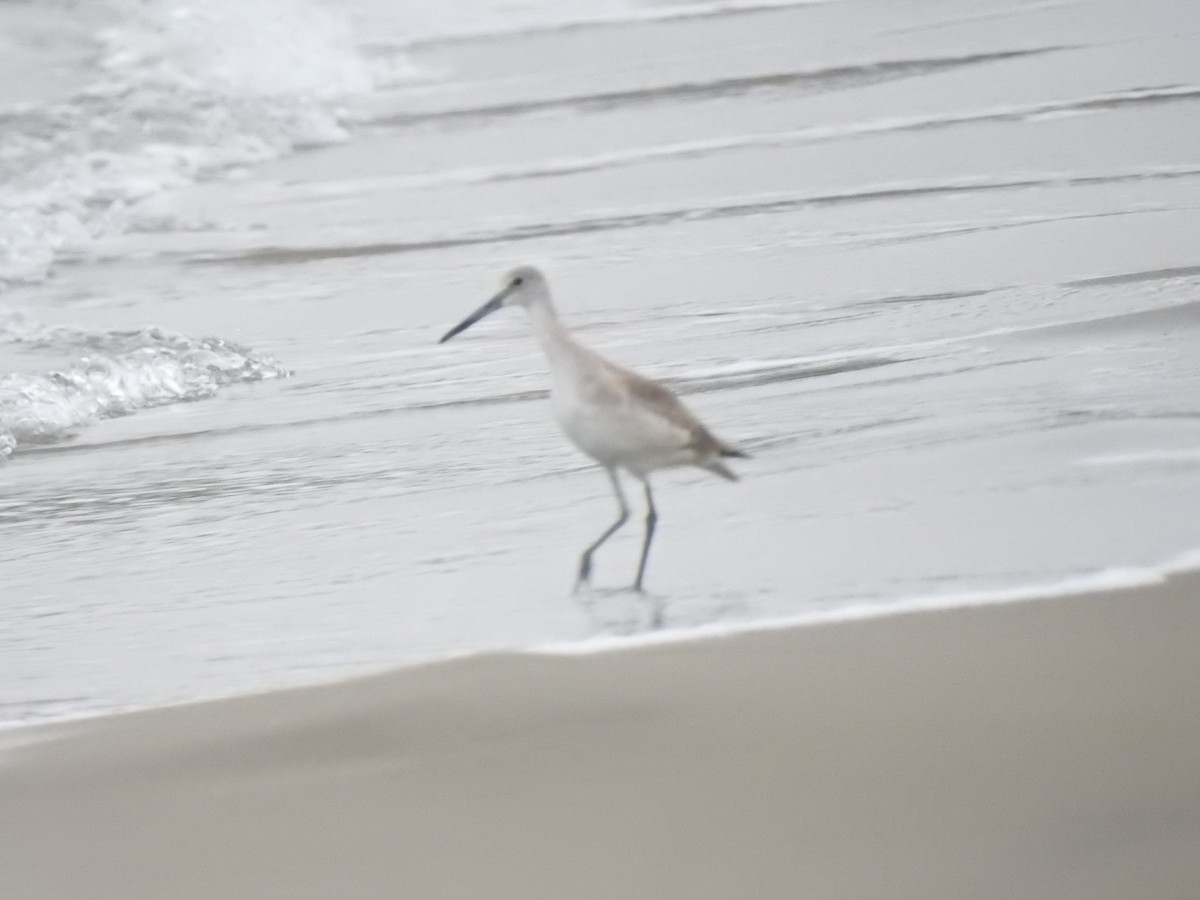 Willet - ML629764525