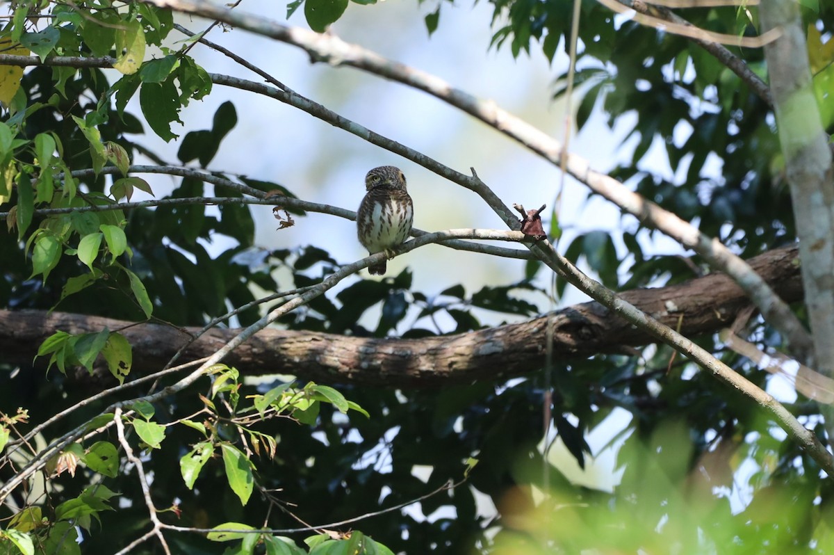 Collared Owlet - ML629764546