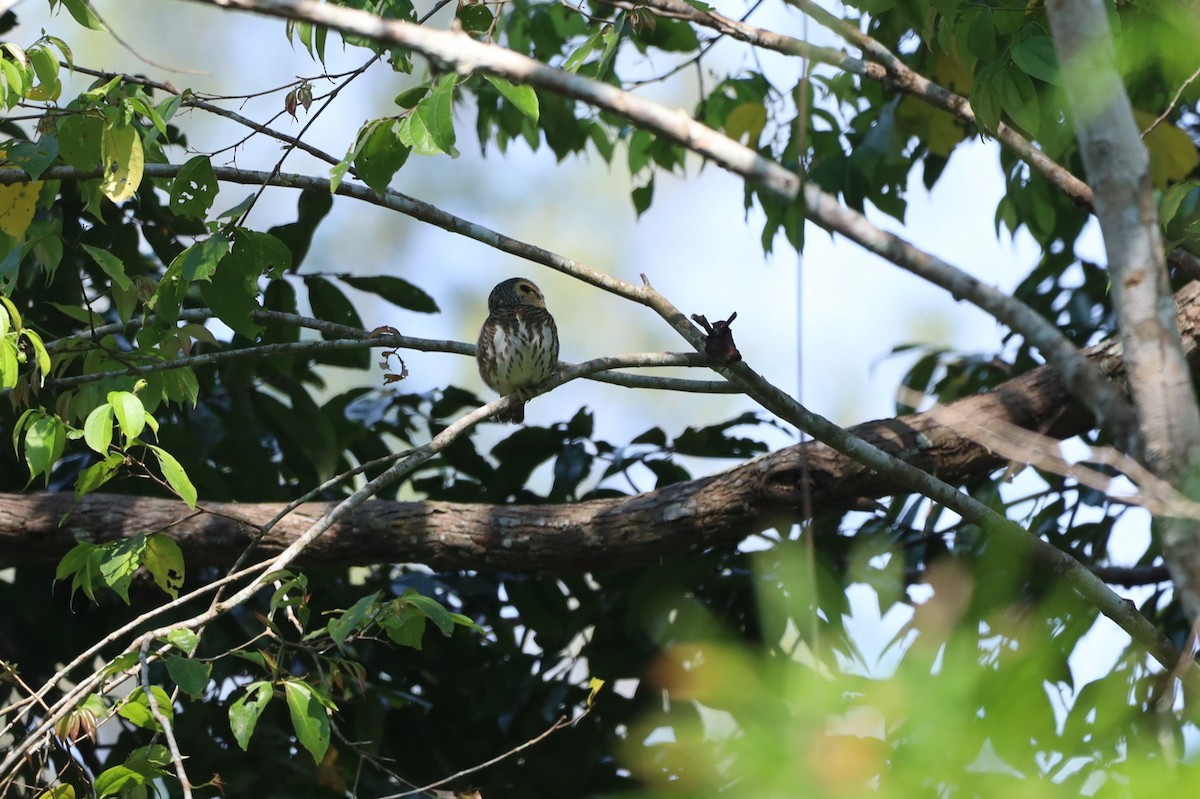 Collared Owlet - ML629764548