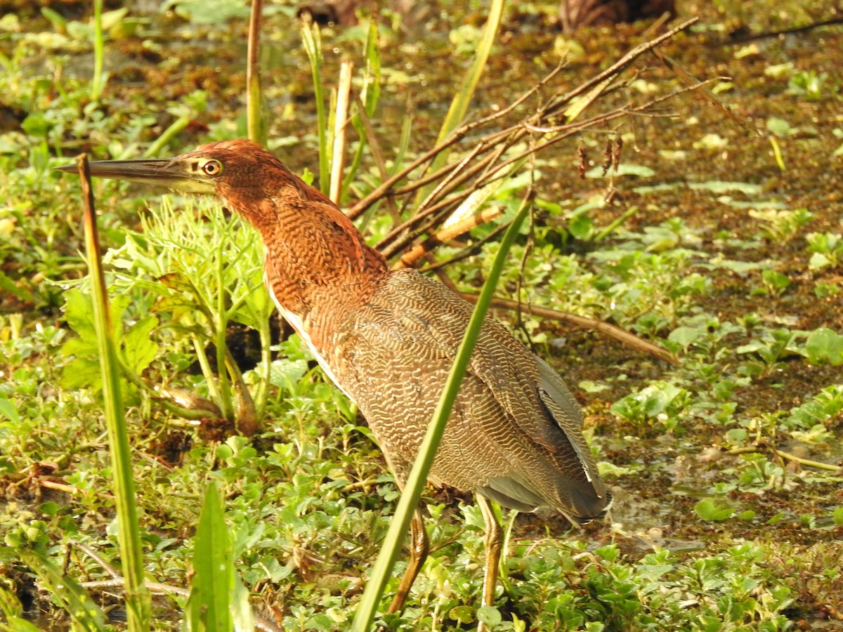 Rufescent Tiger-Heron - ML629764571