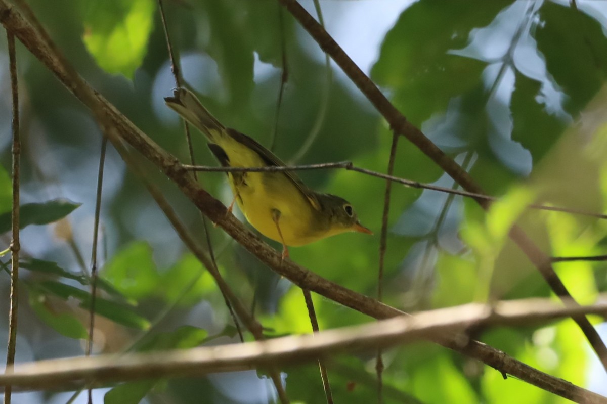 Phylloscopus sp. (Golden-spectacled Warbler complex) - ML629764584