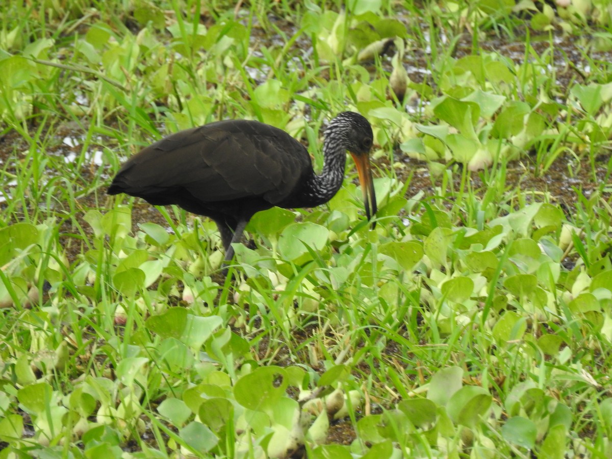 Limpkin - ML629764594