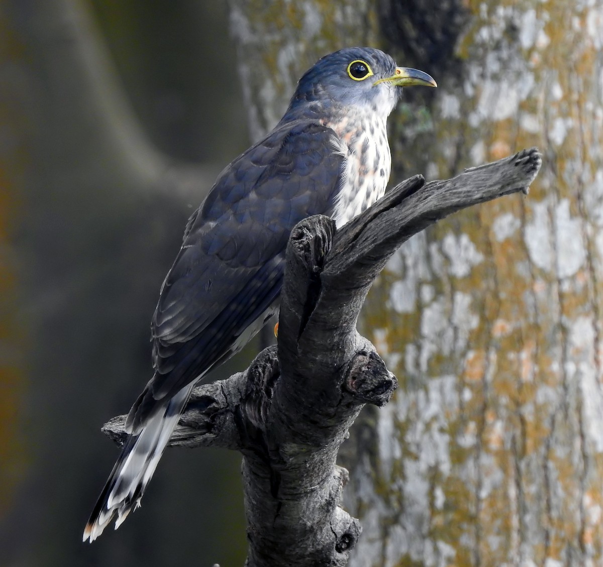 Malaysian Hawk-Cuckoo - ML629764607