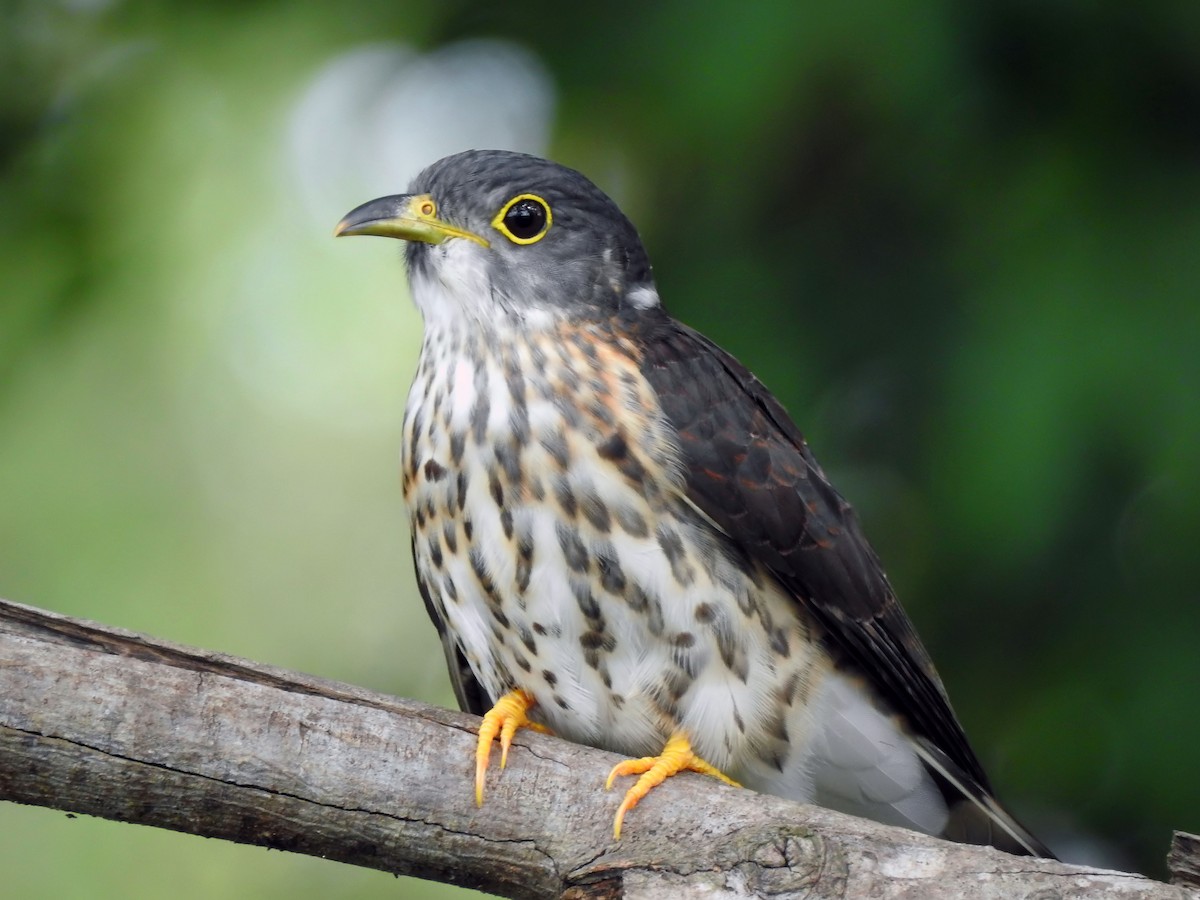 Malaysian Hawk-Cuckoo - ML629764609