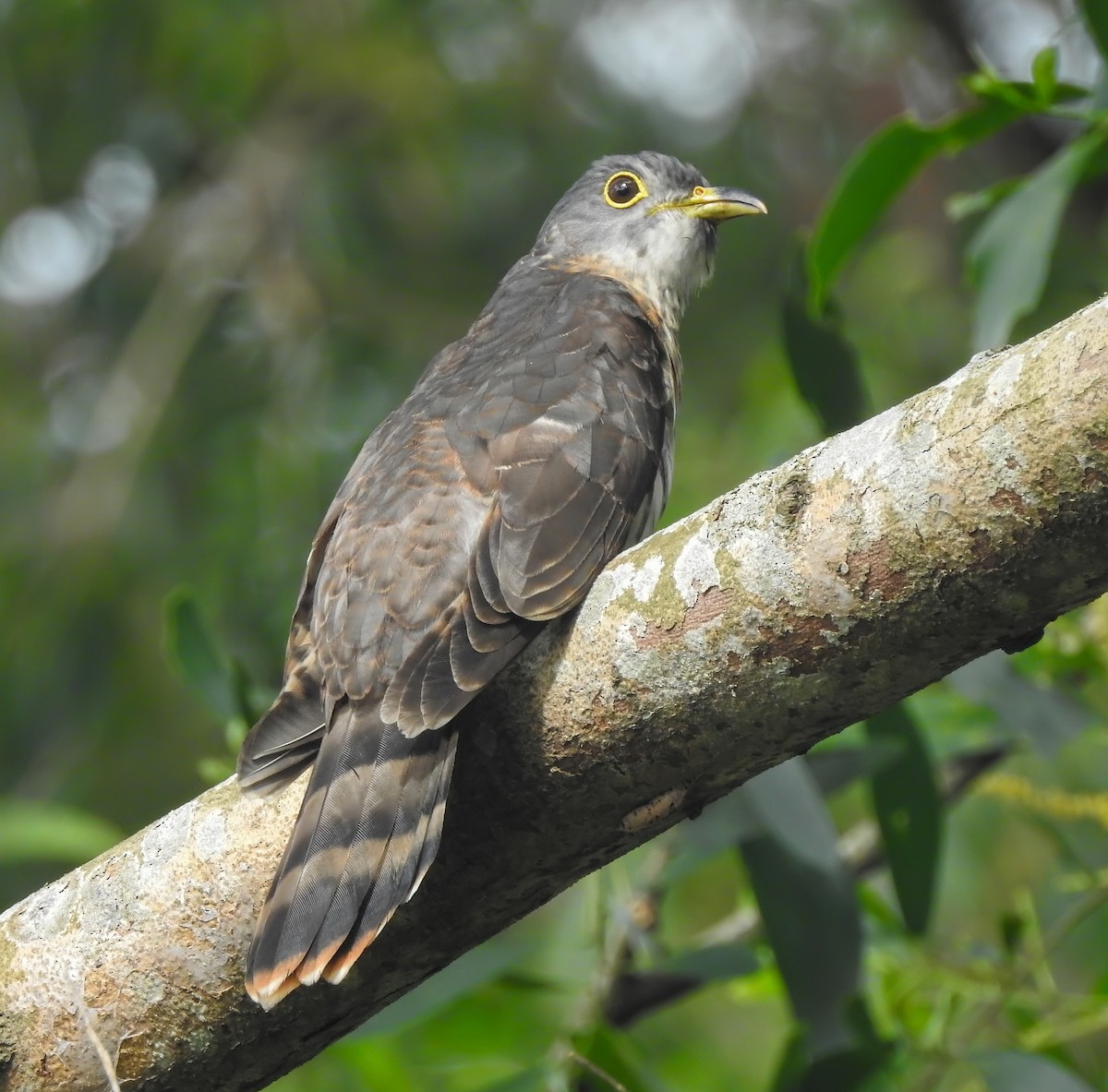 Malaysian Hawk-Cuckoo - ML629764614