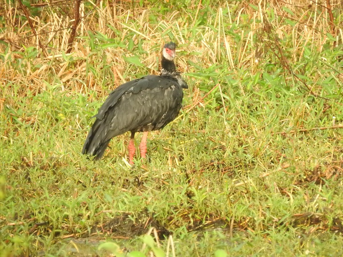 Northern Screamer - ML629764621