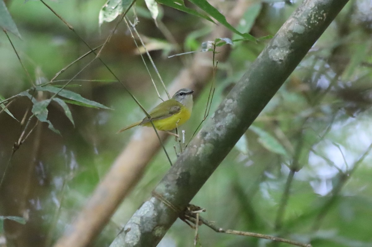 Yellow-bellied Warbler - ML629764630