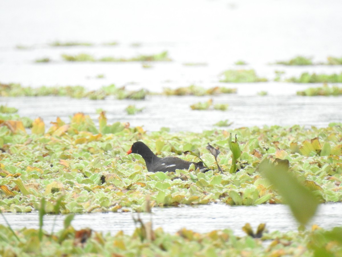 Common Gallinule - ML629764645