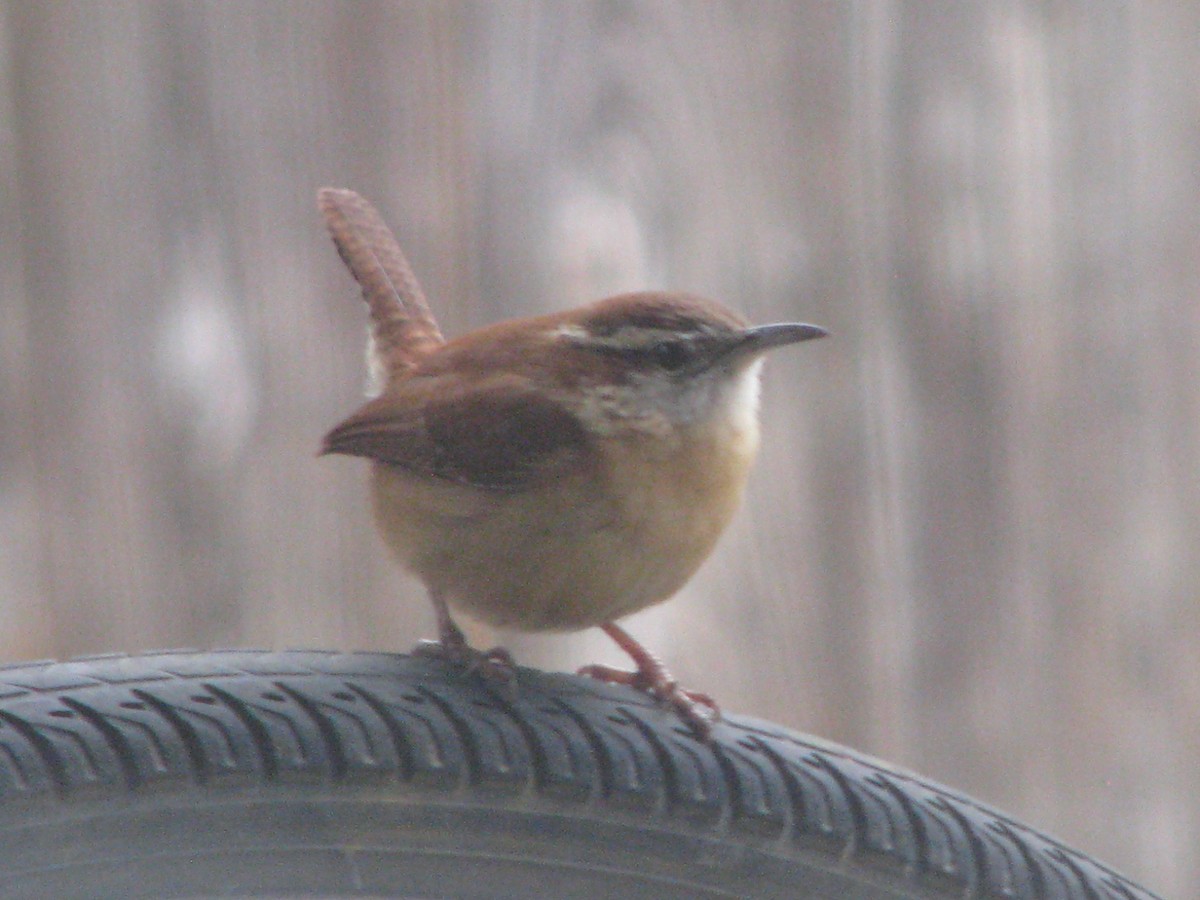 Karolina Çıtkuşu - ML629764684