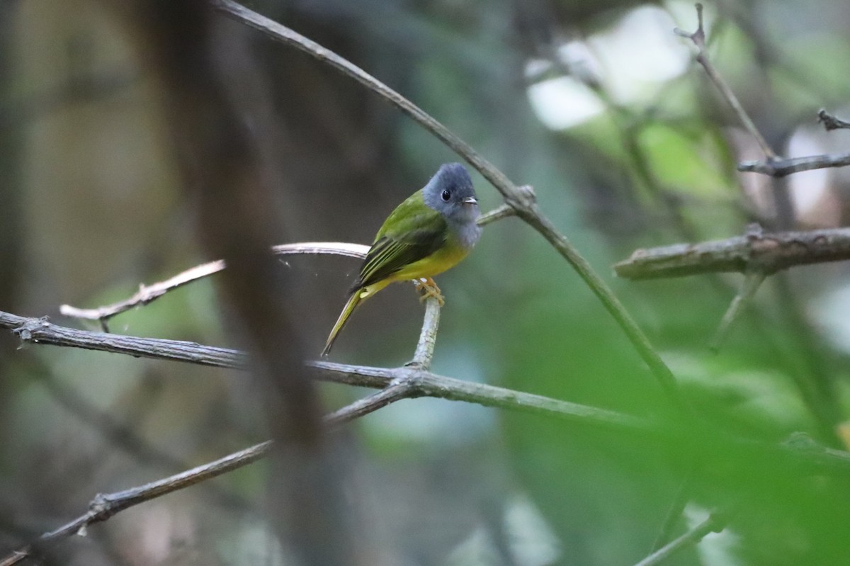 Gray-headed Canary-Flycatcher - ML629764694