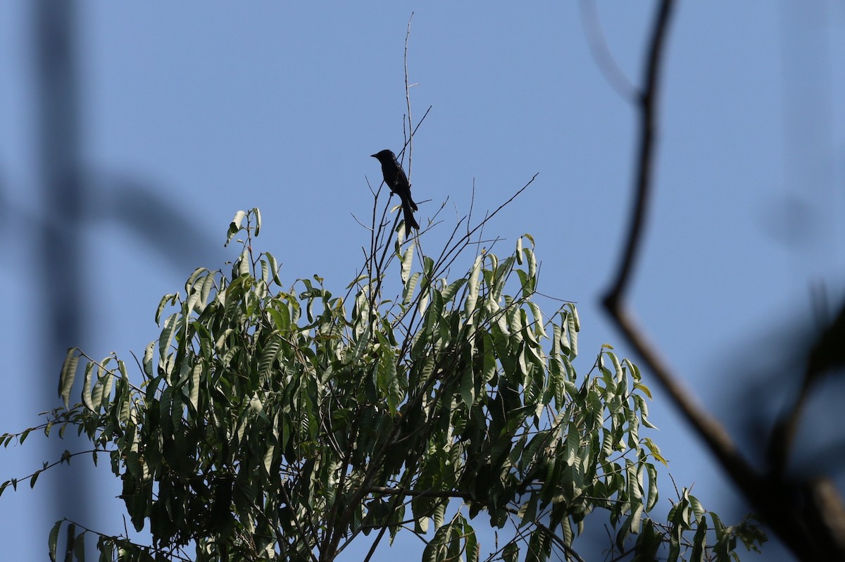 Bronzed Drongo - ML629764720