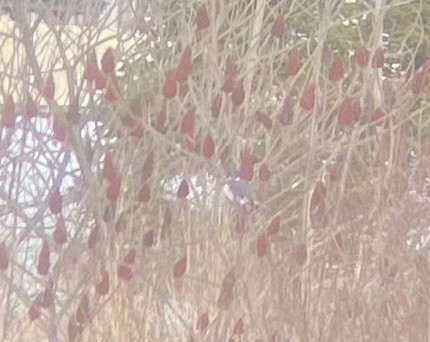 Belted Kingfisher - ML629764732