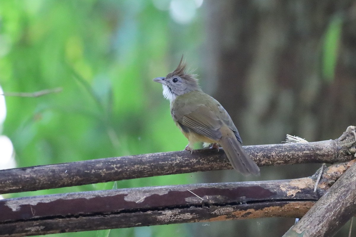 Puff-throated Bulbul - ML629764757