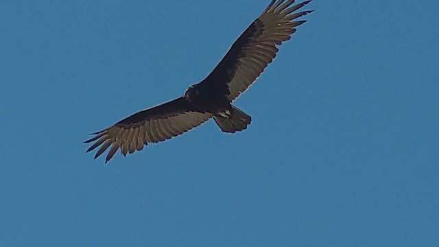 Turkey Vulture - ML629764788