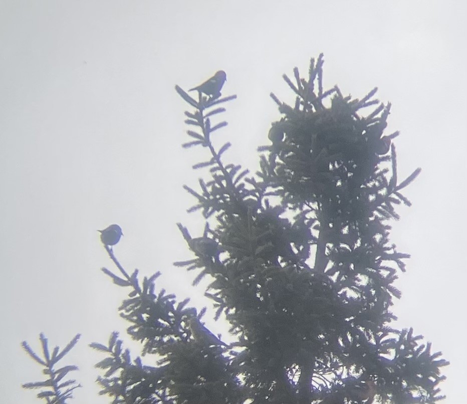 White-winged Crossbill - ML629764829