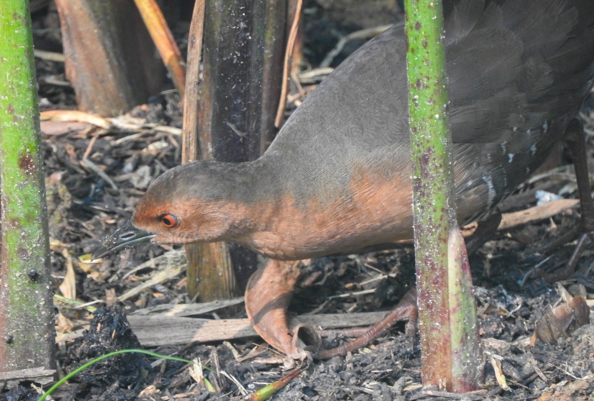 Band-bellied Crake - ML629764979
