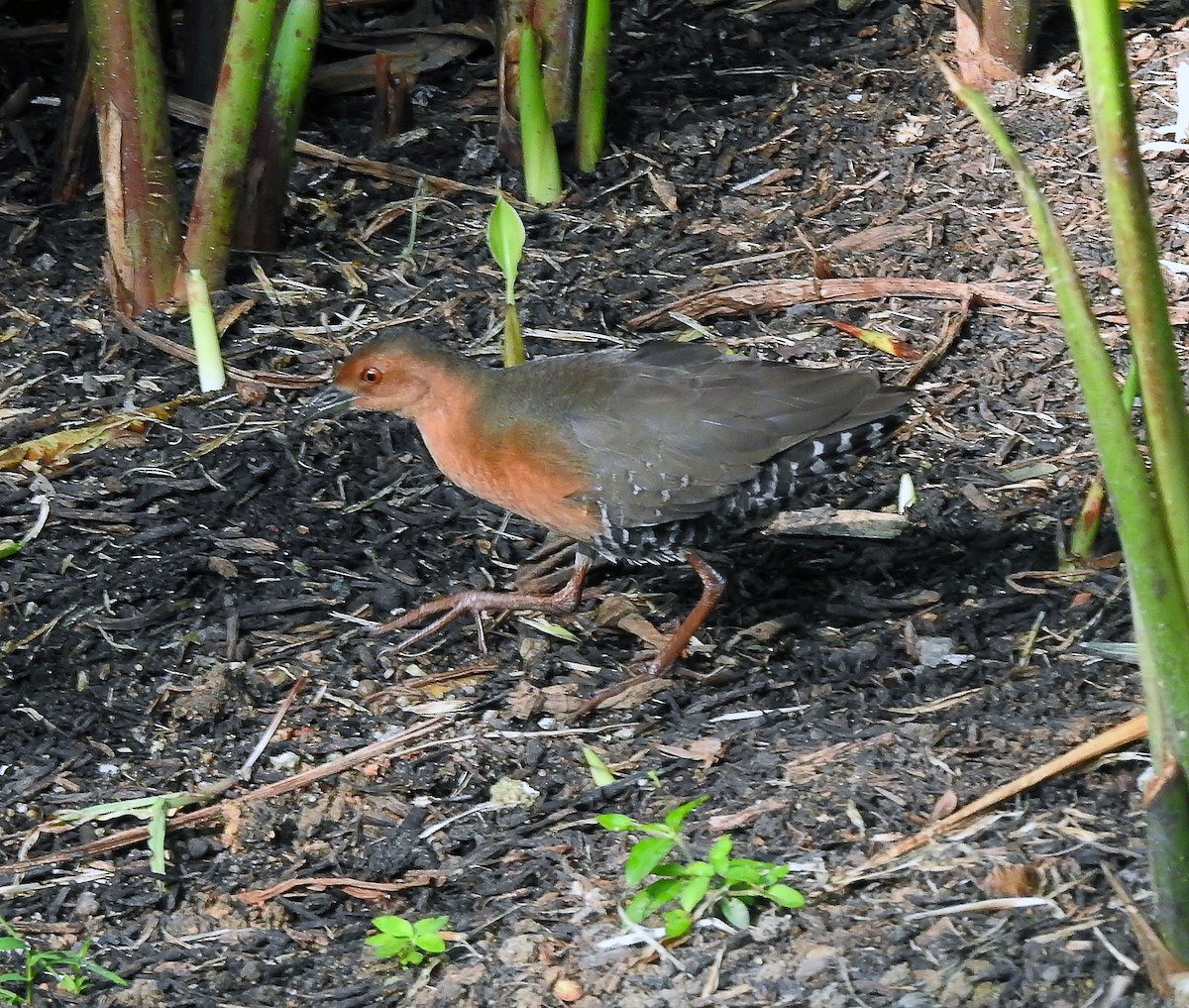 Band-bellied Crake - ML629764997