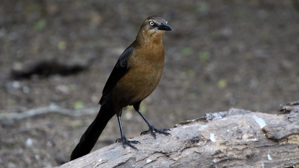 Great-tailed Grackle - ML629765172