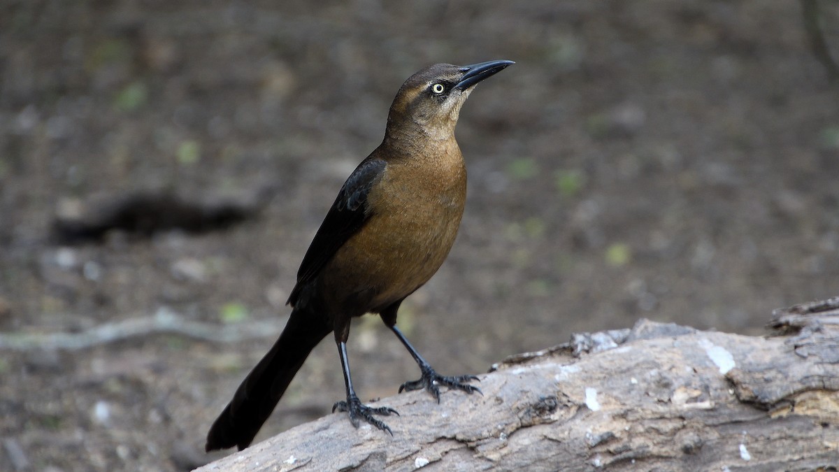 Great-tailed Grackle - ML629765174