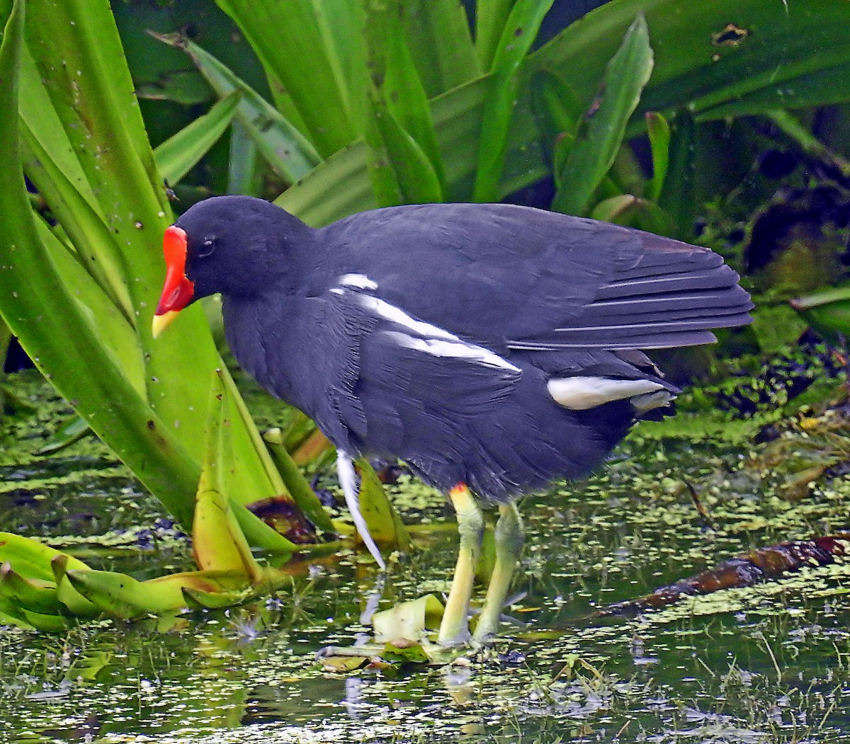 Eurasian Moorhen - ML629765185