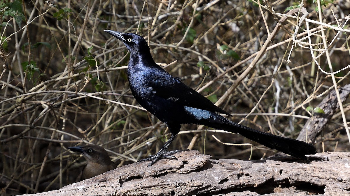 Great-tailed Grackle - ML629765188