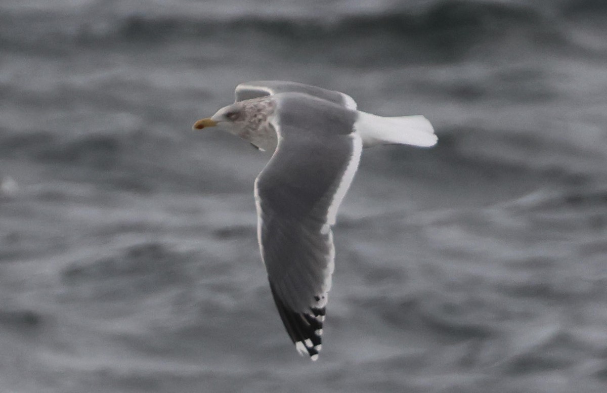 Larus sp. - ML629765415