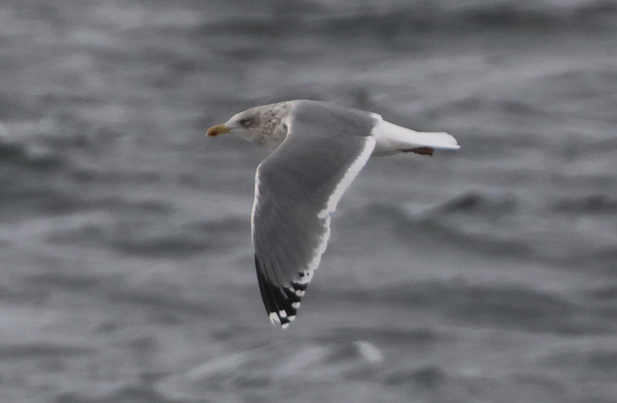 Larus sp. - ML629765416