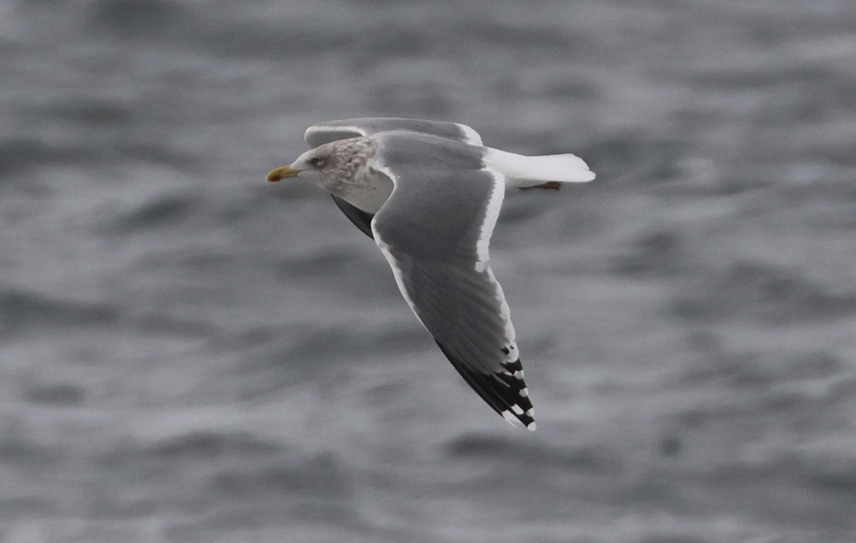 Larus sp. - ML629765417