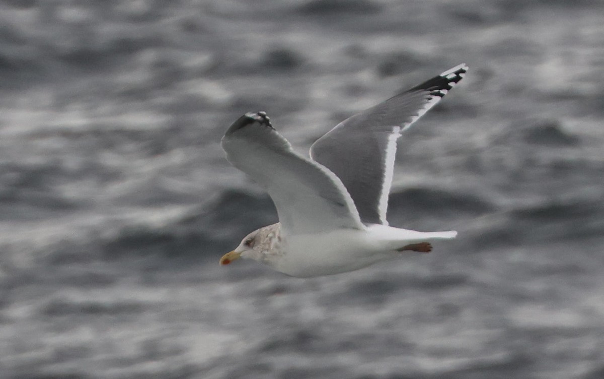 Larus sp. - ML629765418