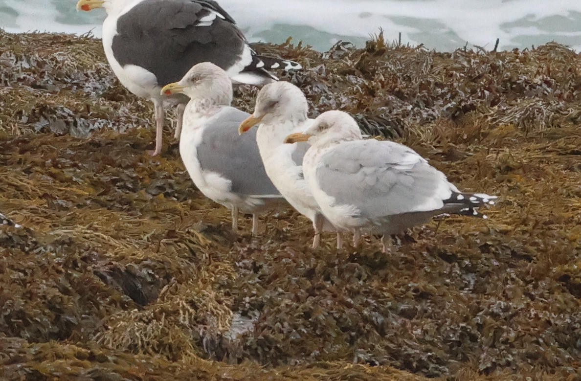 Larus sp. - ML629765419