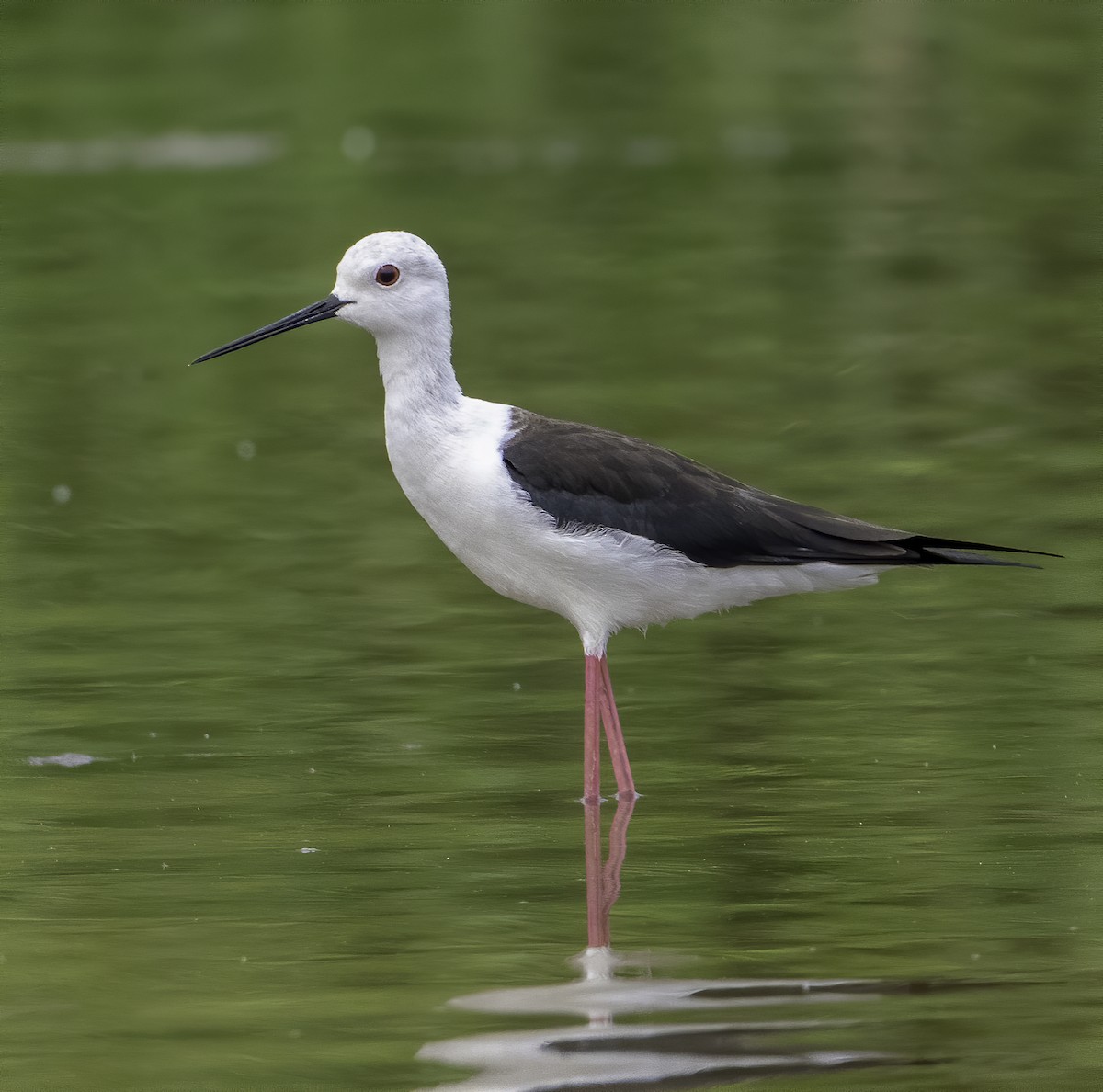 Black-winged Stilt - ML629765481